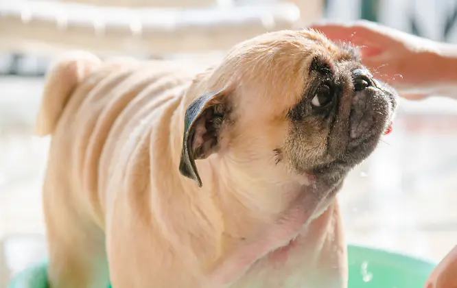 ペット足洗い場 image photo